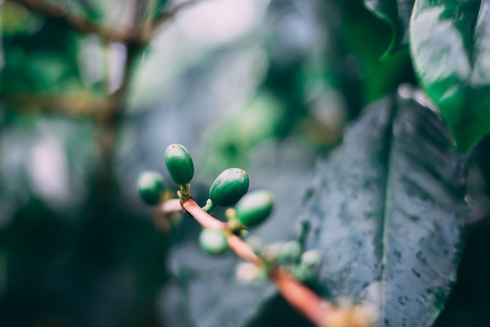 foglia verde germogliata durante il giorno