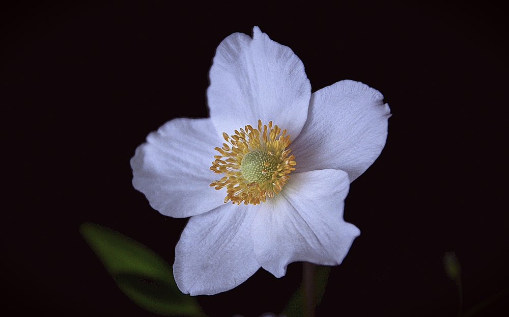 white 6-petaled flowers