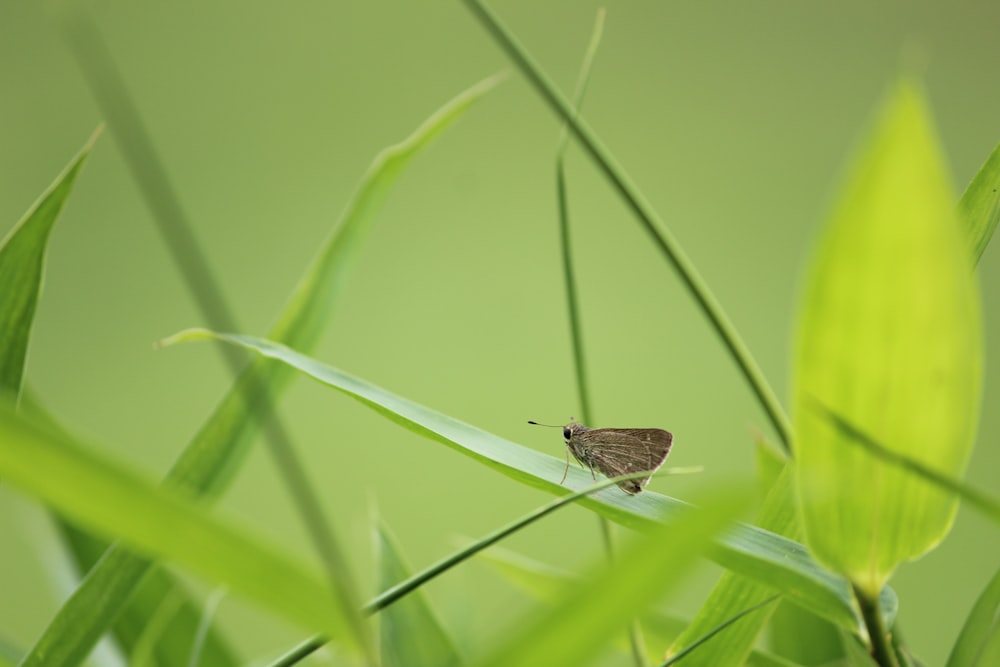 moth on linear leaf