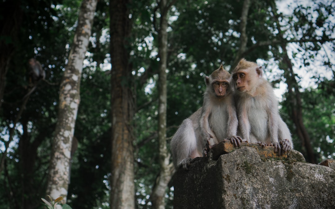 travelers stories about Forest in Lombok, Indonesia