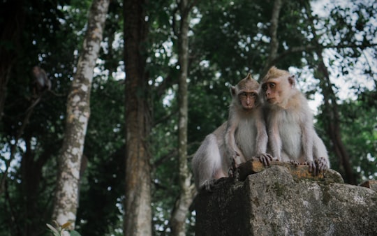 three primate on top of stone in Lombok Indonesia