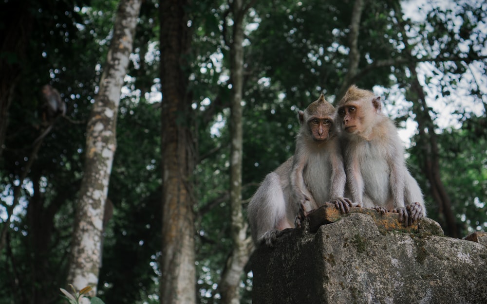 three primate on top of stone