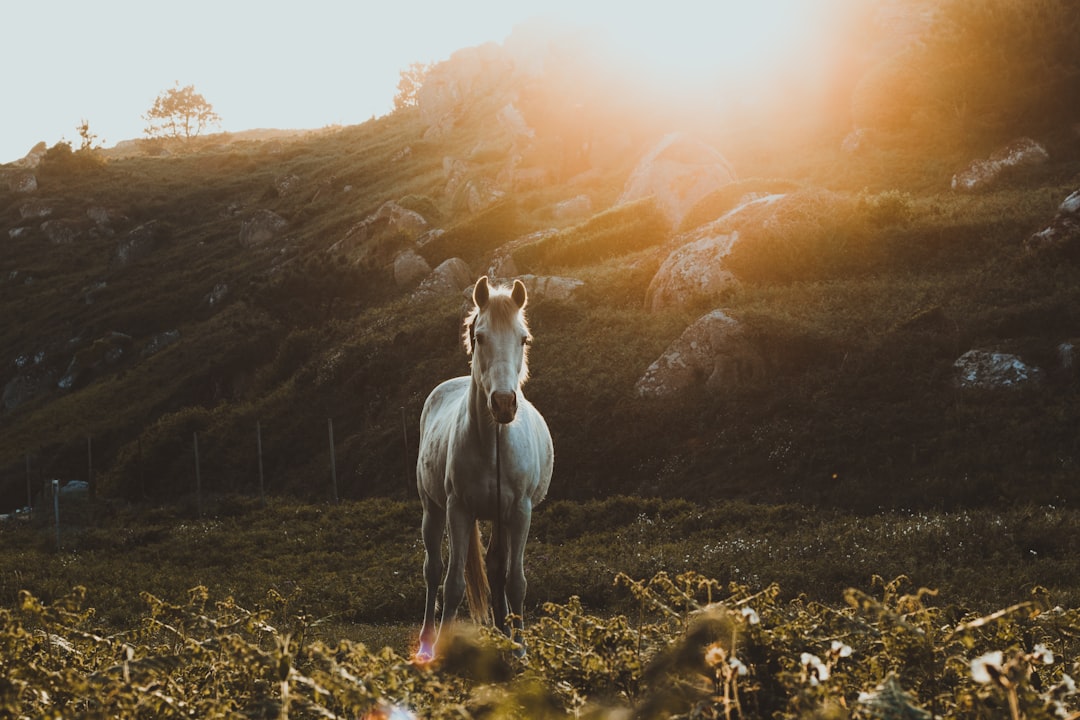 photo of galloping horse towards green grass