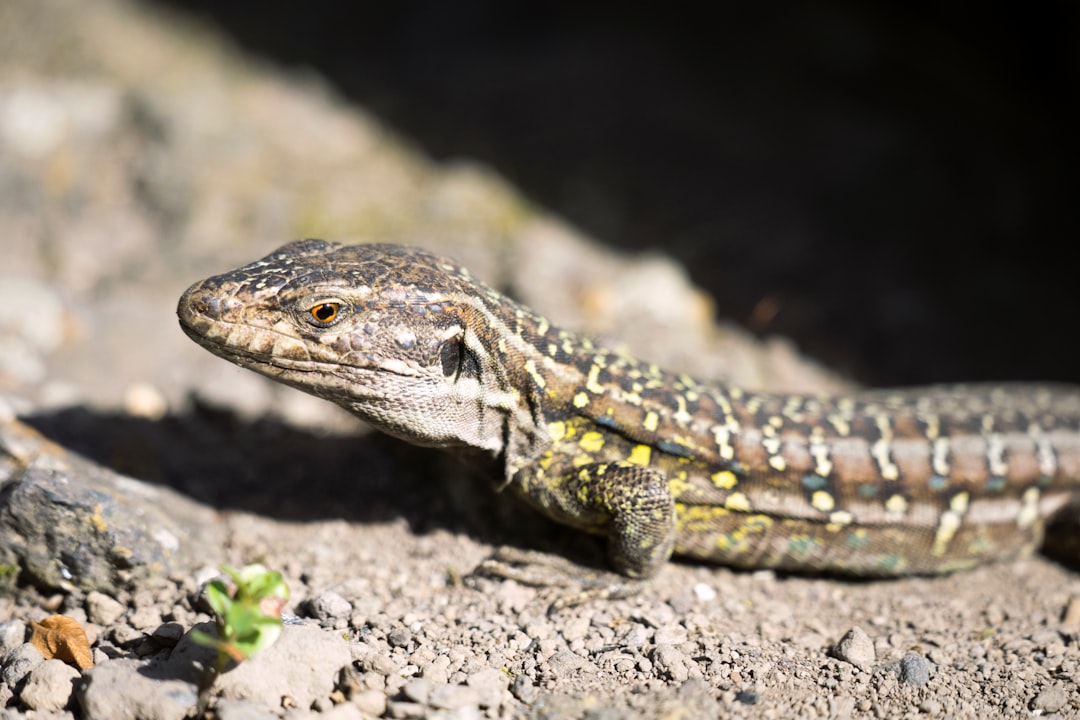 Зверобой ящерица. Обои на айфон ящерица. Lizard on the Rock.