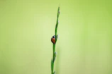 Close-up of a ladybug crawling on a green leaf in a backyard garden.