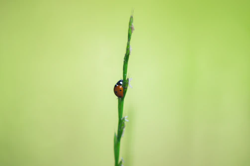 Close-up of a ladybug crawling on a green leaf in a backyard garden.