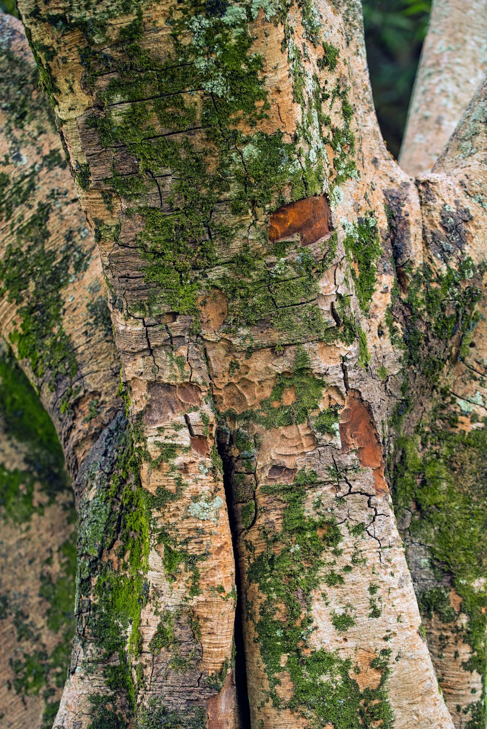 brown tree closeup photography