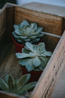 Two small succulent plants in red pots are arranged inside a rustic wooden crate. The crate features some text printed on the side, which is partially visible. The succulents have thick, fleshy leaves arranged in a rosette pattern, and the overall scene has a natural and earthy feel.
