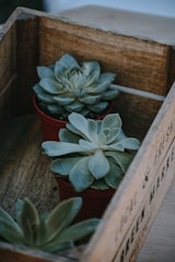 Two small succulent plants in red pots are arranged inside a rustic wooden crate. The crate features some text printed on the side, which is partially visible. The succulents have thick, fleshy leaves arranged in a rosette pattern, and the overall scene has a natural and earthy feel.