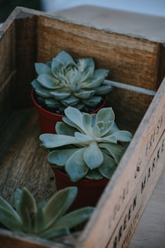 Two small succulent plants in red pots are arranged inside a rustic wooden crate. The crate features some text printed on the side, which is partially visible. The succulents have thick, fleshy leaves arranged in a rosette pattern, and the overall scene has a natural and earthy feel.