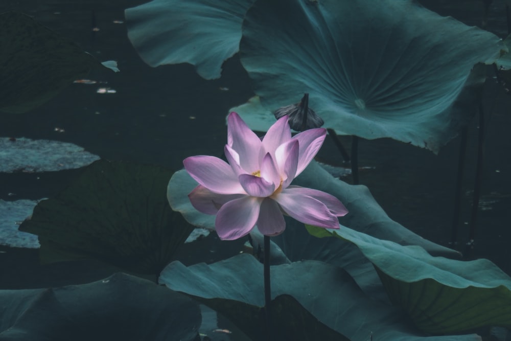 flor de lírio d'água rosa