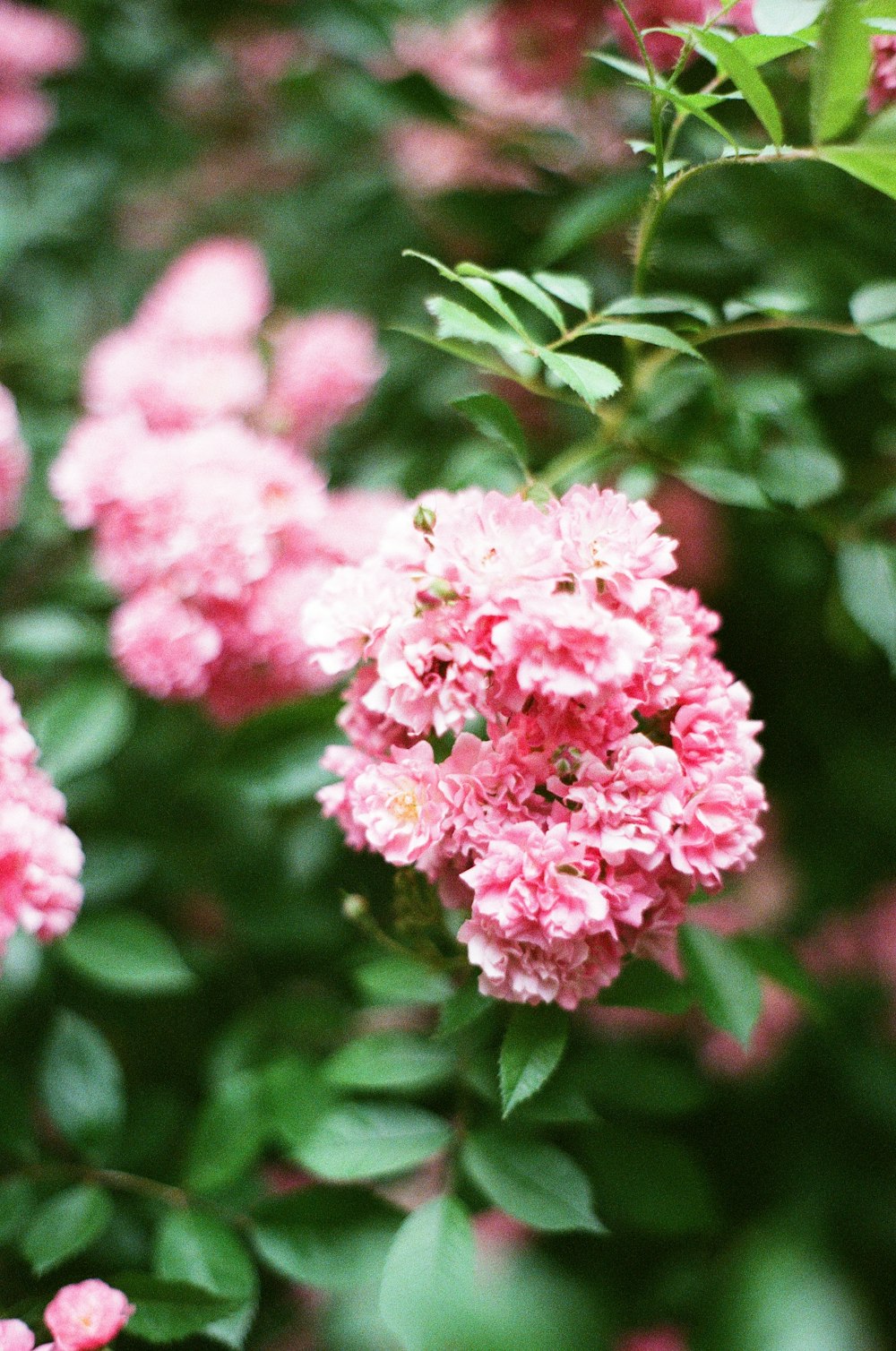 selective focus photography of pink flower