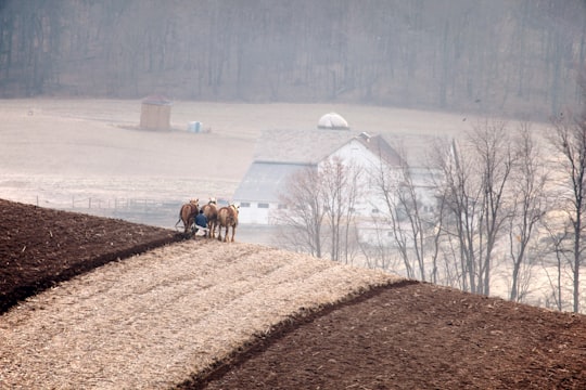 horses on field near house at daytime in Berlin United States