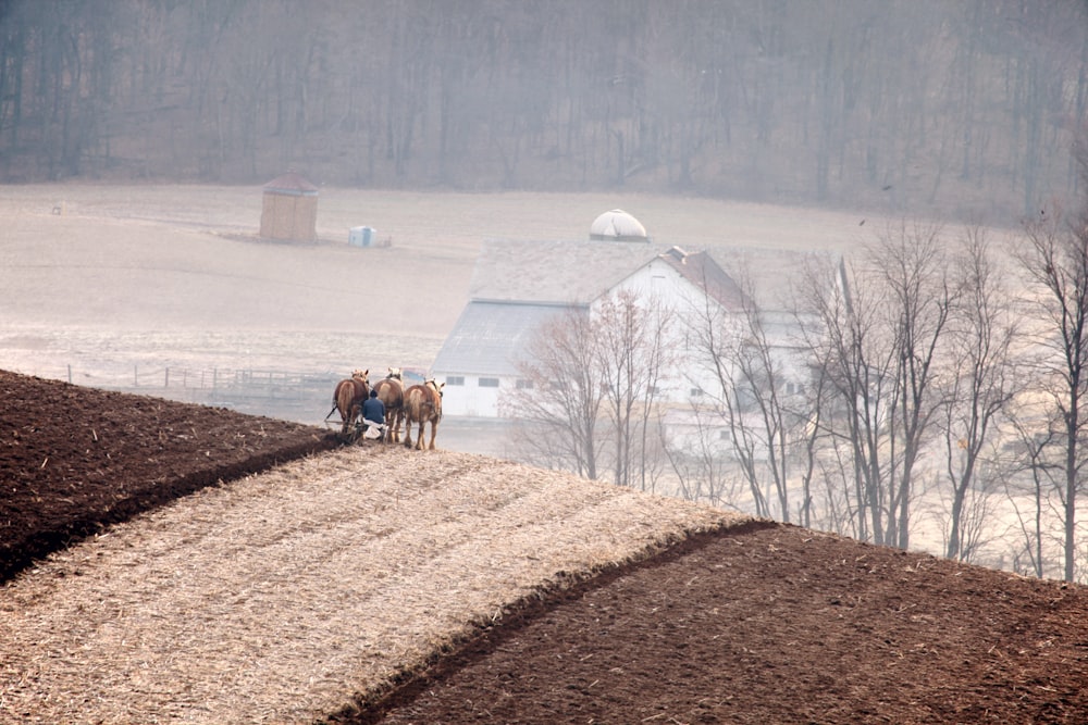 horses on field near house at daytime