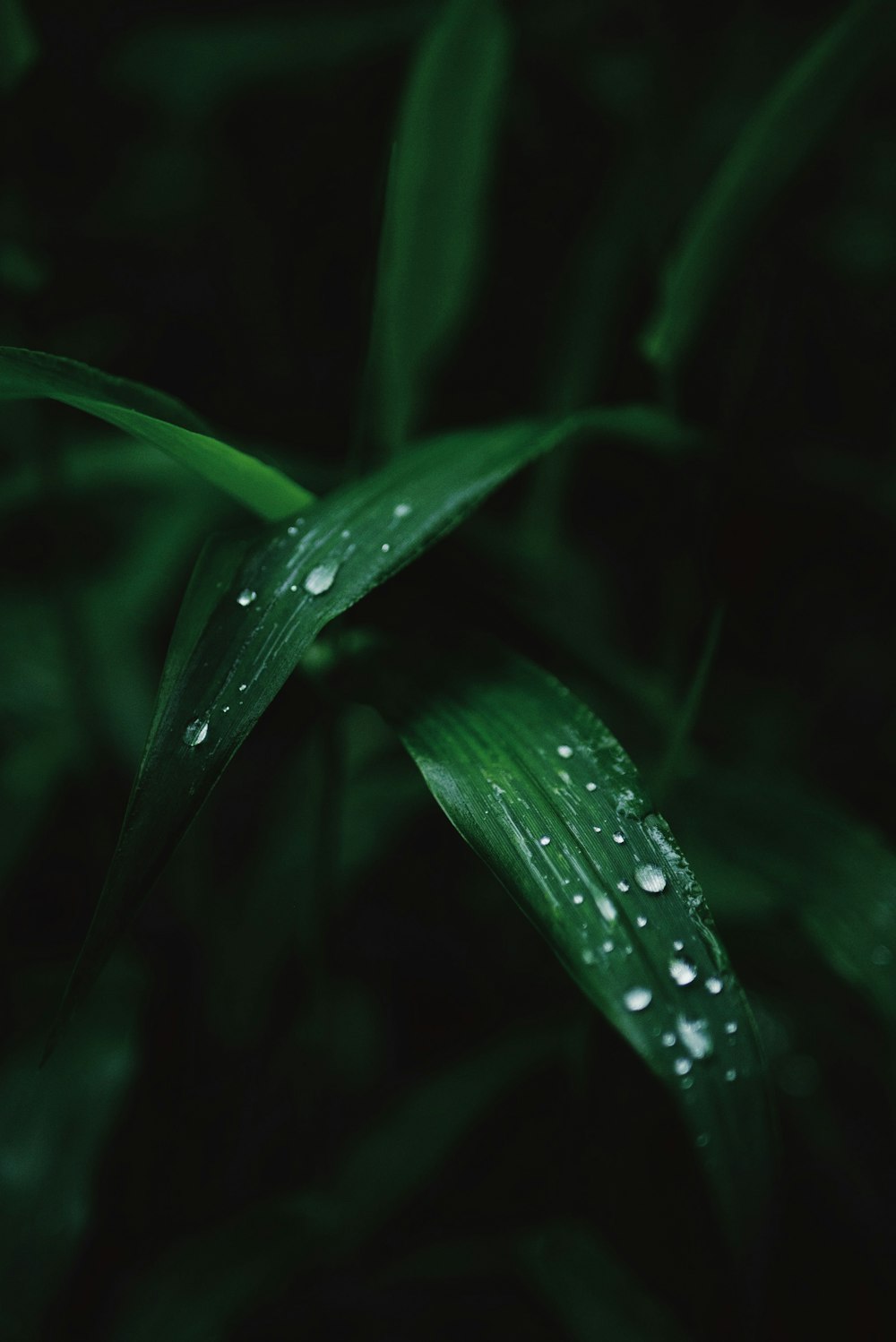 물방울이 있는 녹색 잎