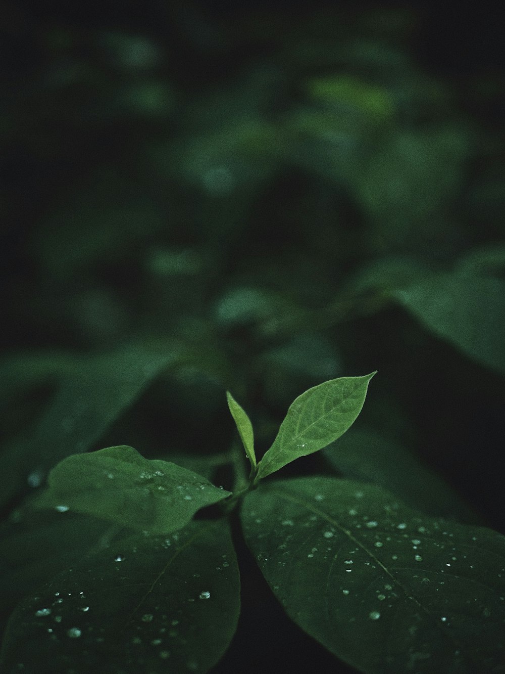 a close up of a green leaf with drops of water on it