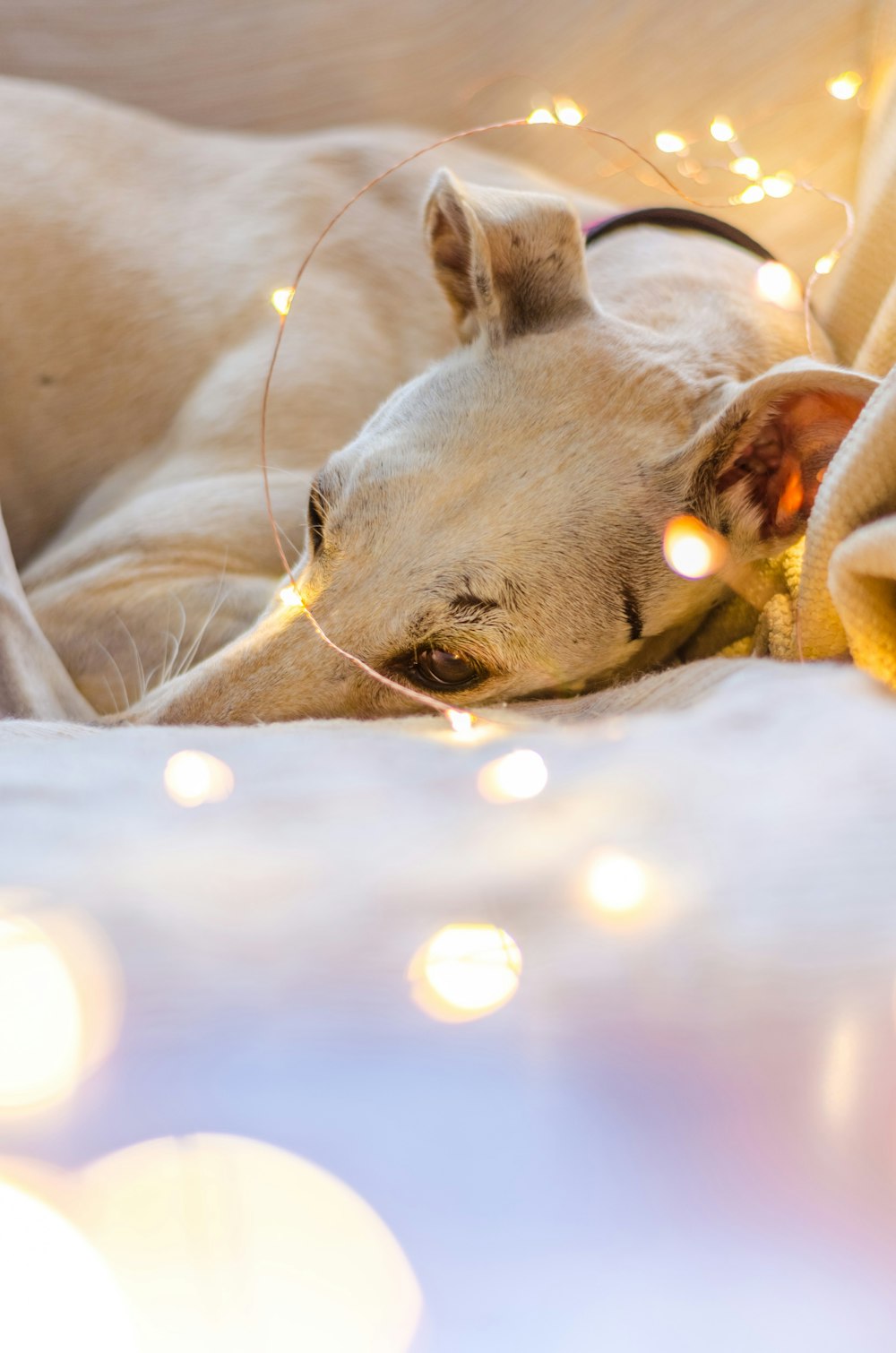 cão branco deitado em luzes de tira LED