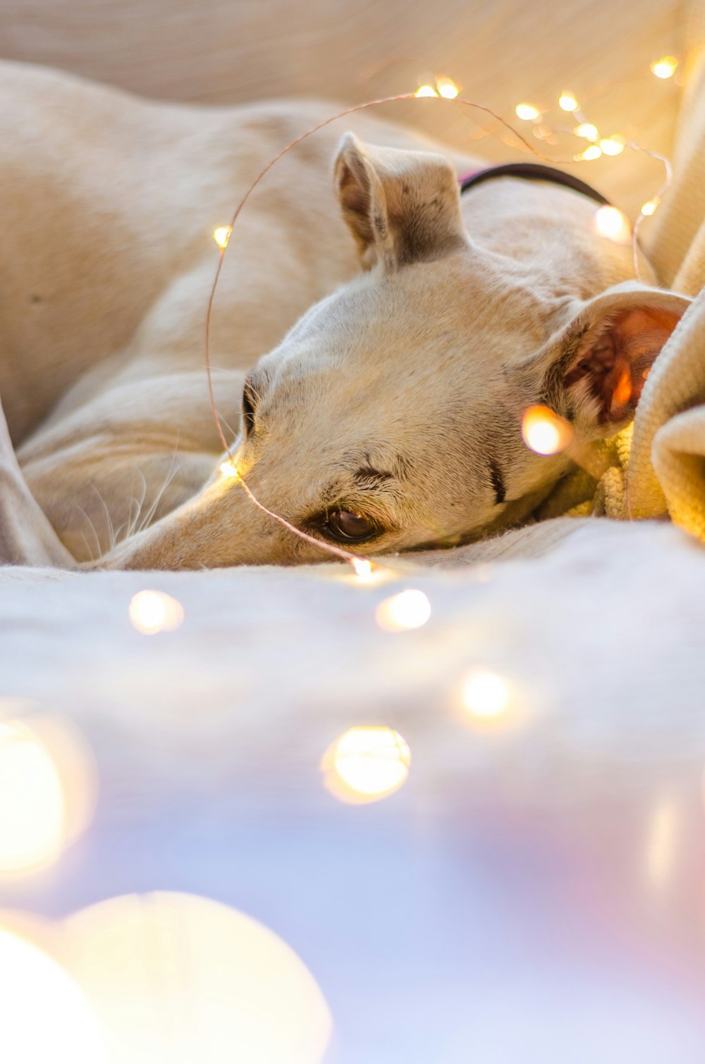 perro blanco acostado sobre tiras de luces LED