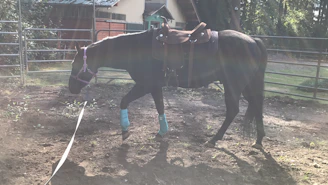 A farrier fitting a horseshoe on a calm horse standing in a sunlit paddock.
