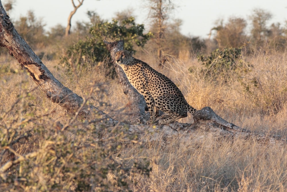 cheetah in wilderness