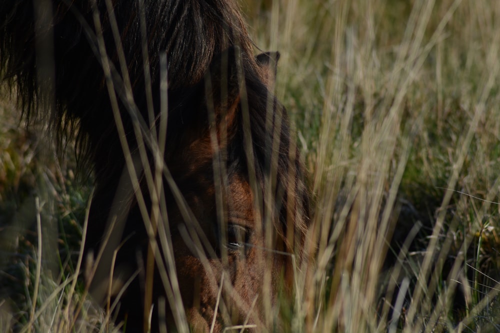 brown horse on grass