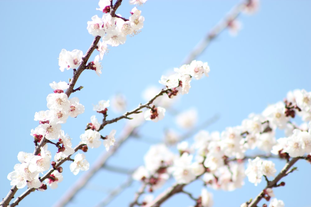 white flowers