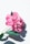 photo of pink petaled flowers