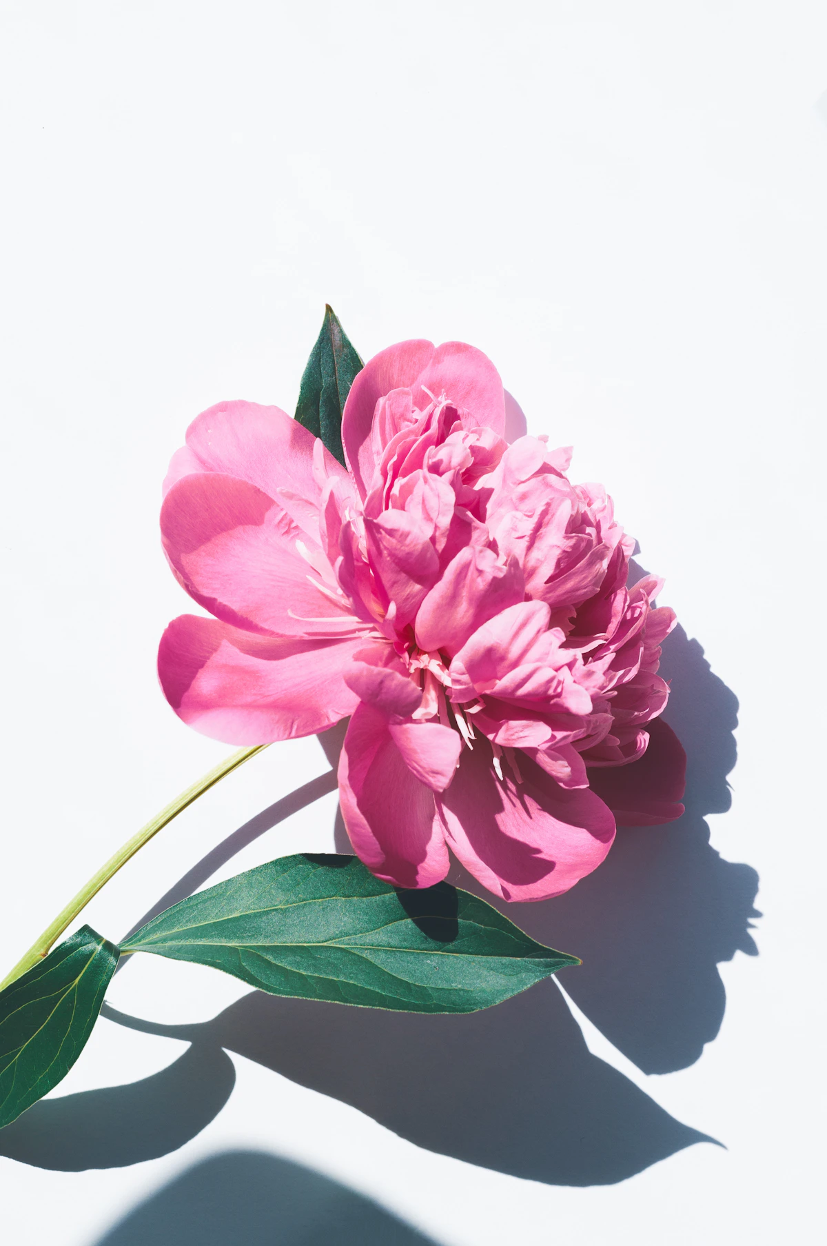 Bouquet de flores cor-de-rosa