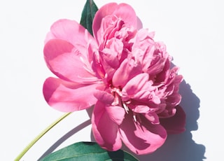 photo of pink petaled flowers