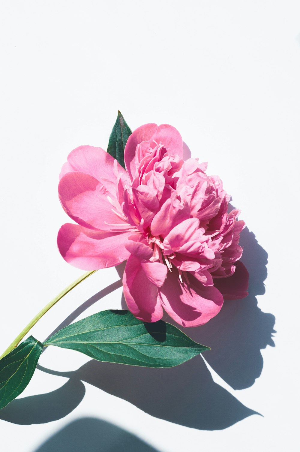 foto di fiori con petali rosa