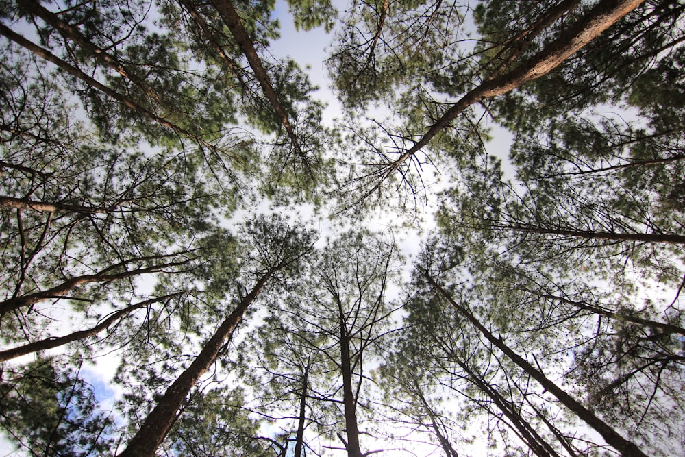 worm's eye view photo of green leafed trees