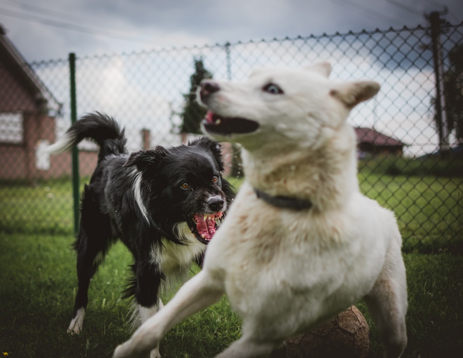 Two dogs in a tense outdoor encounter near a chain-link fence — one snarling, the other lunging away