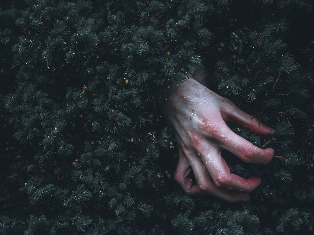 mão humana na grama verde