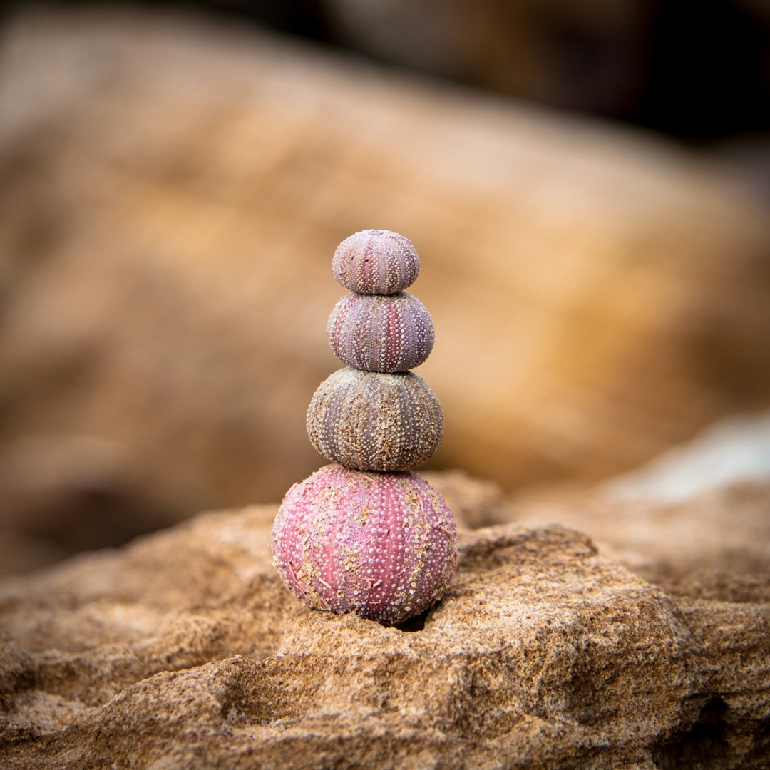 stacked of pink seeds on brown boulder