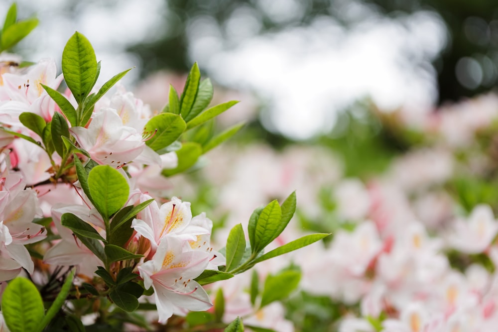 shallow focus photography of white-and-pink petaled flowers