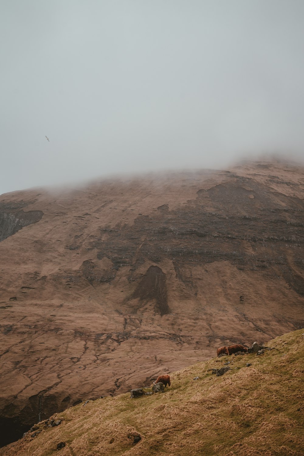 two cattle on hill