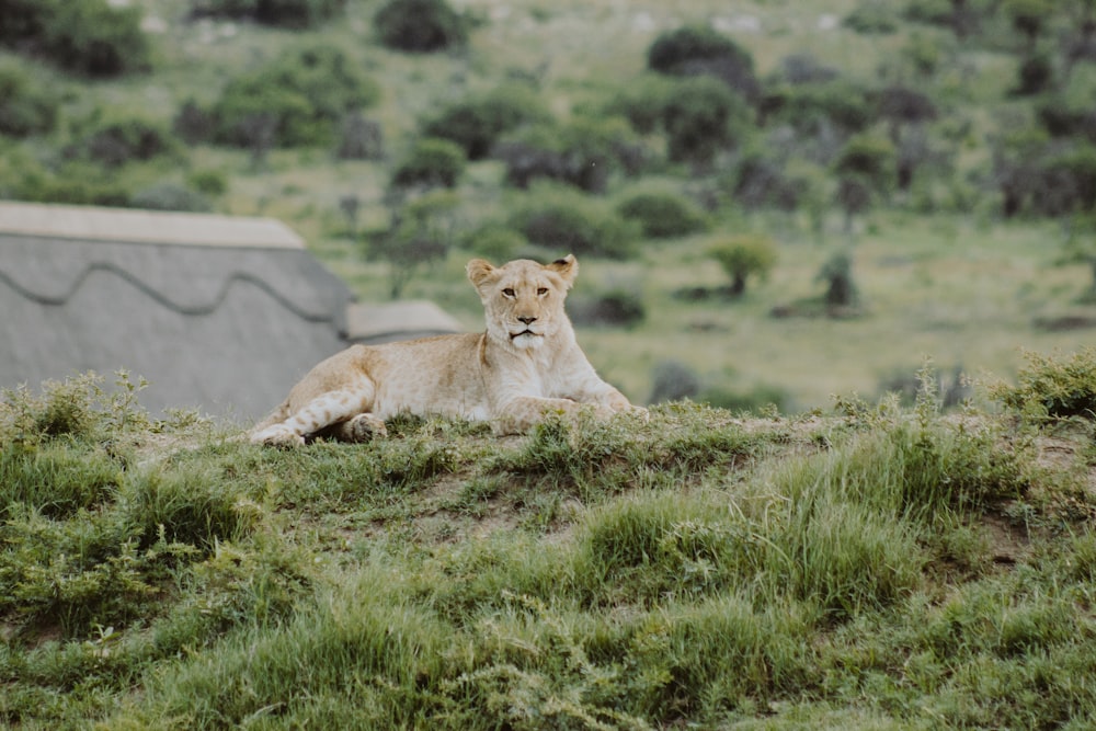 brown lioness on grass field