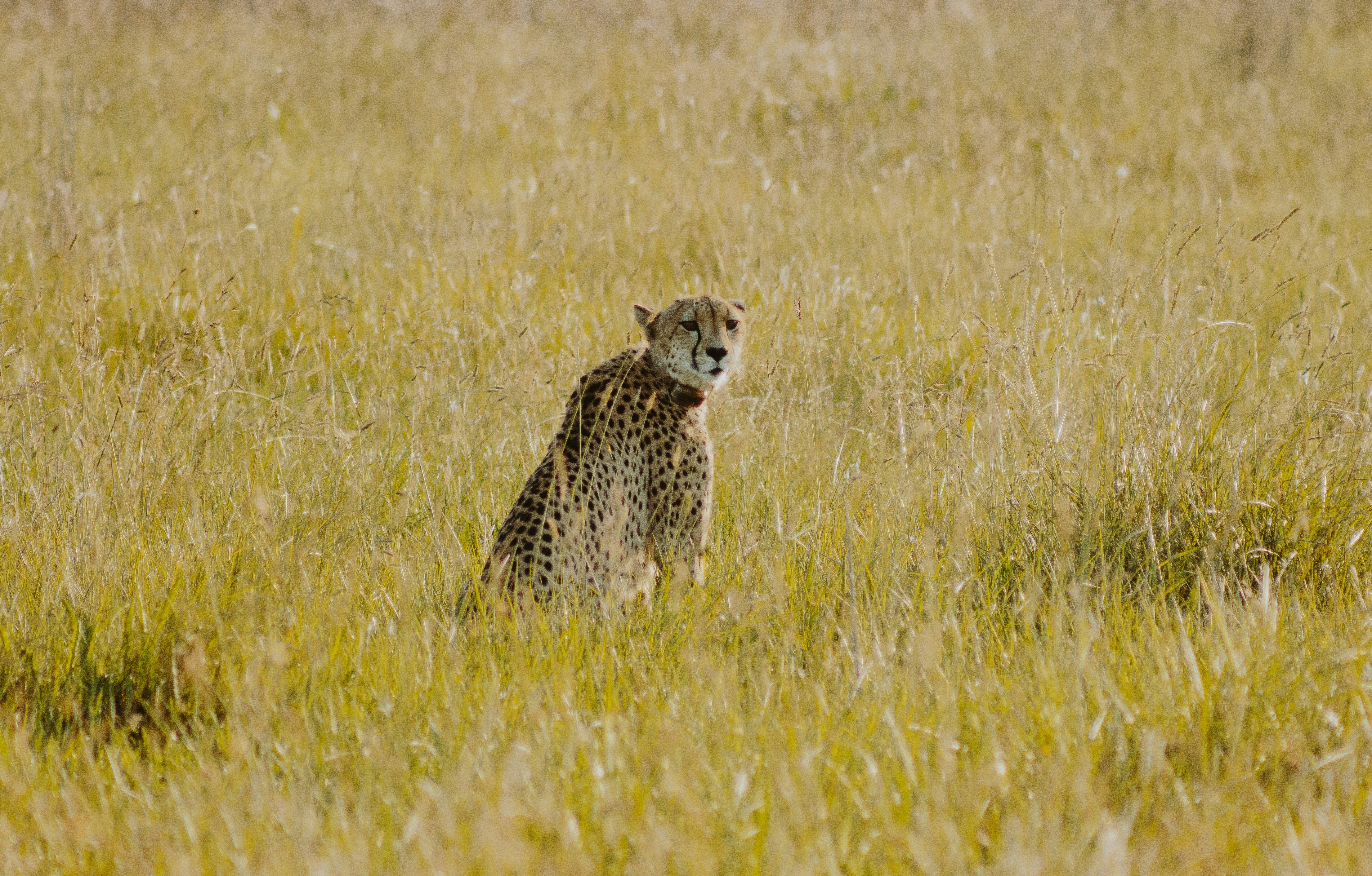 cheetah sitting on green grass