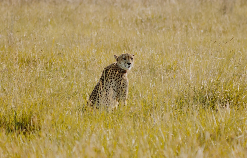 cheetah sitting on green grass