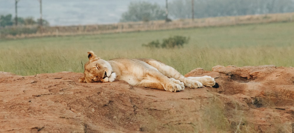 lioness laying on brown soil