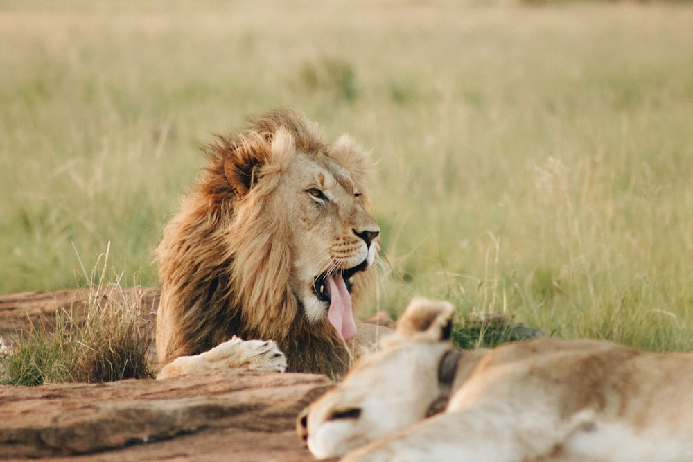 lion lying on grass field