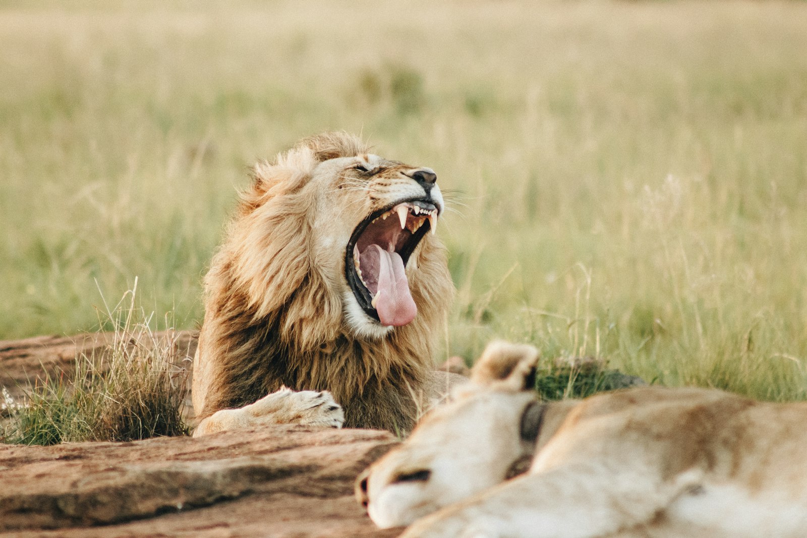 Canon EOS 600D (Rebel EOS T3i / EOS Kiss X5) + Canon EF 75-300mm f/4-5.6 USM sample photo. Roaring lion beside sleeping photography