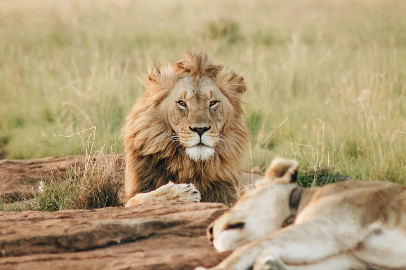 Wildlife migration across Ndutu and the southern Serengeti in Tanzania