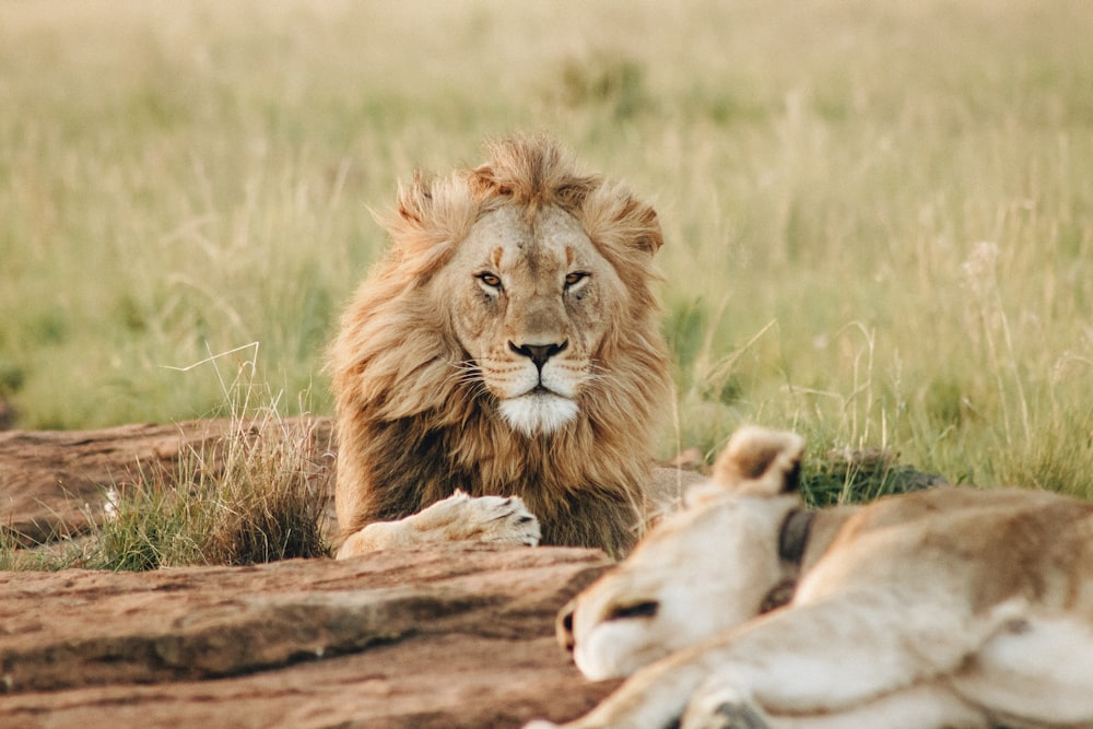 Lion brun mâle couché sur l’herbe