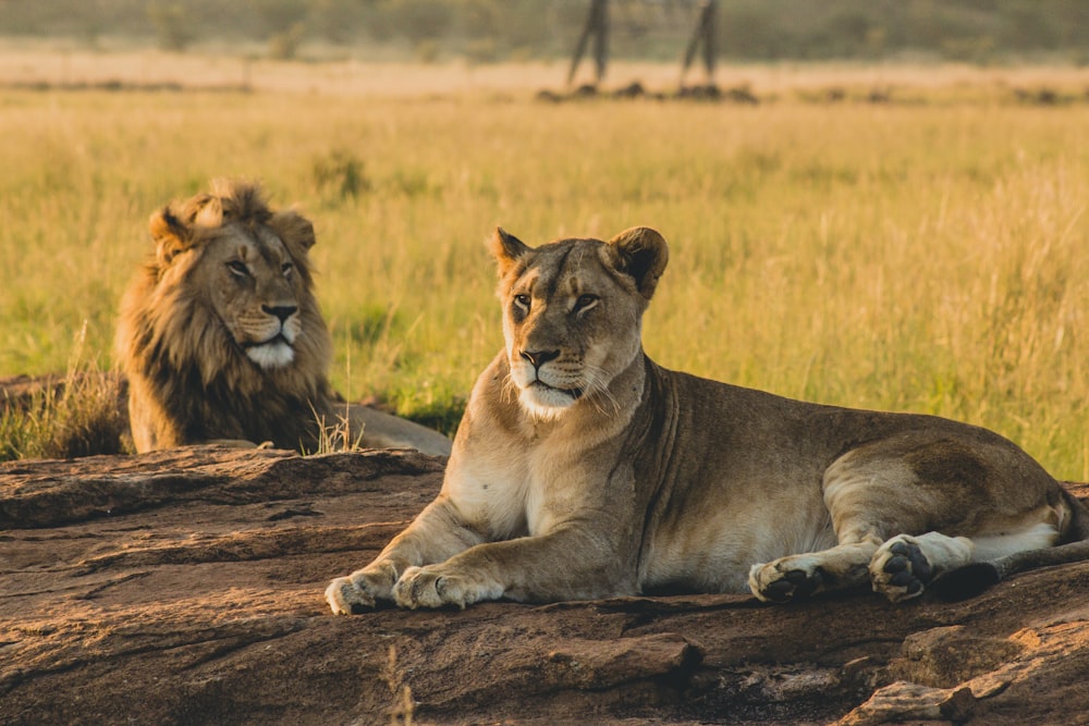 lioness reclining on soil in front of lion