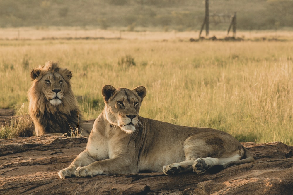 two brown lion lying on brown surface