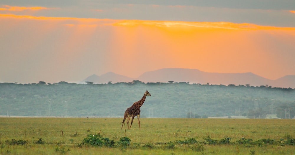 giraffe walking on green grass field