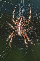 closeup photography of brown spider on spider web