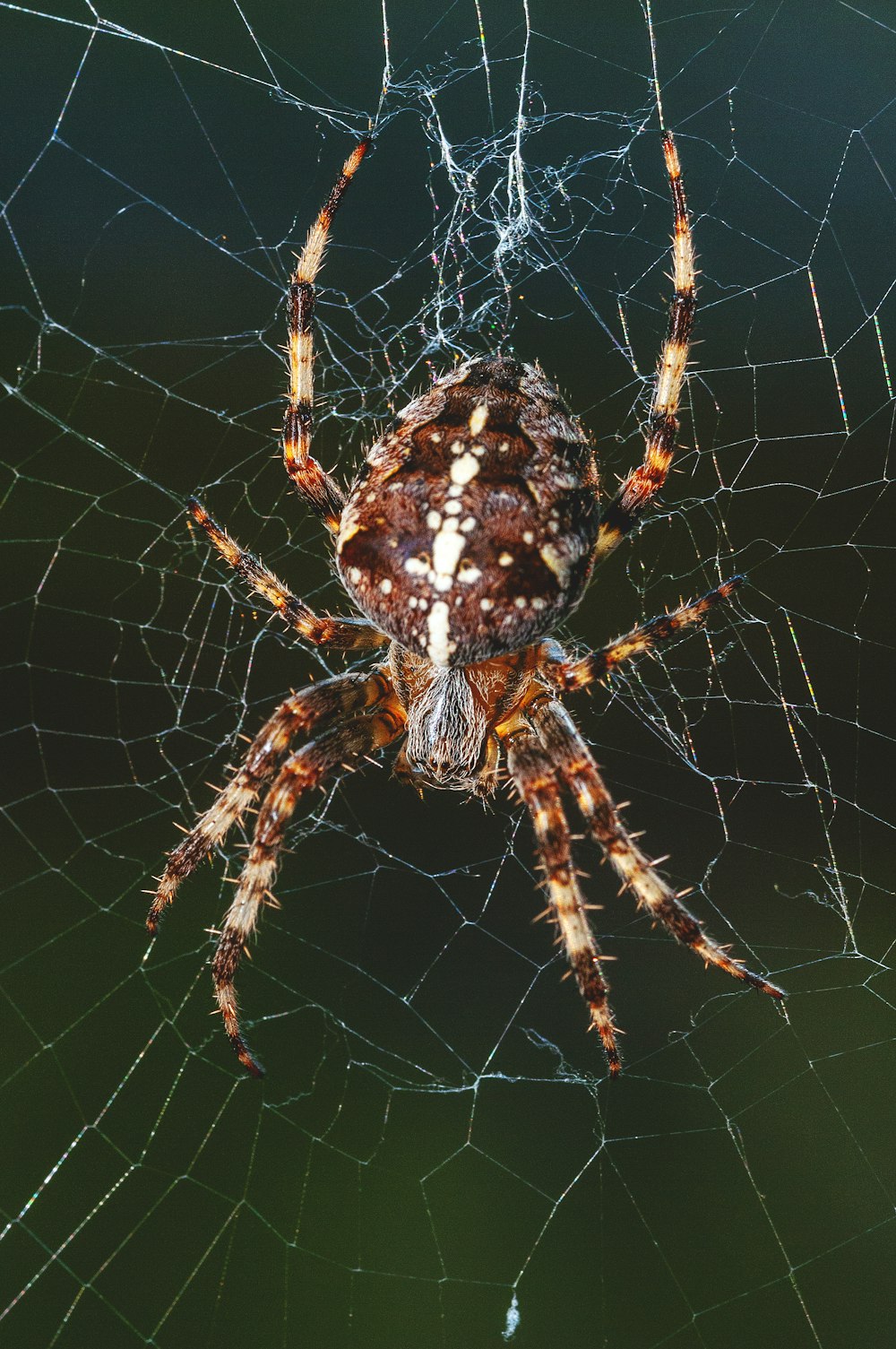 Fotografia em closeup da aranha marrom na teia de aranha