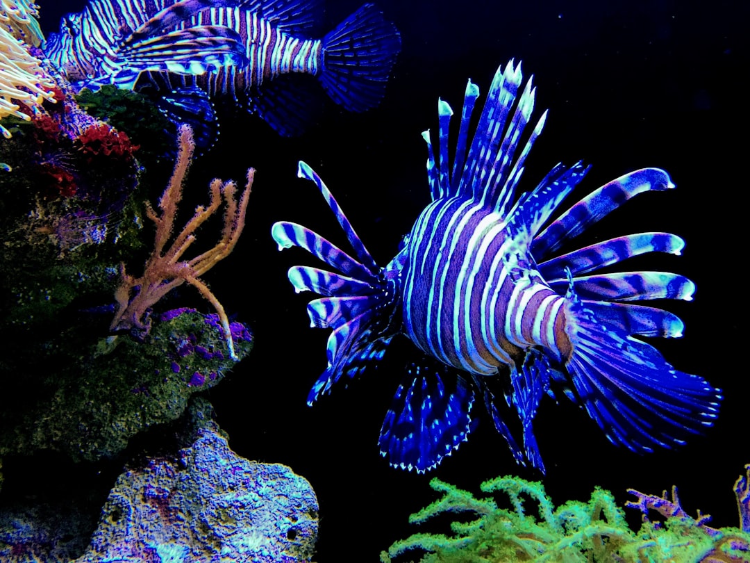 blue and white fish